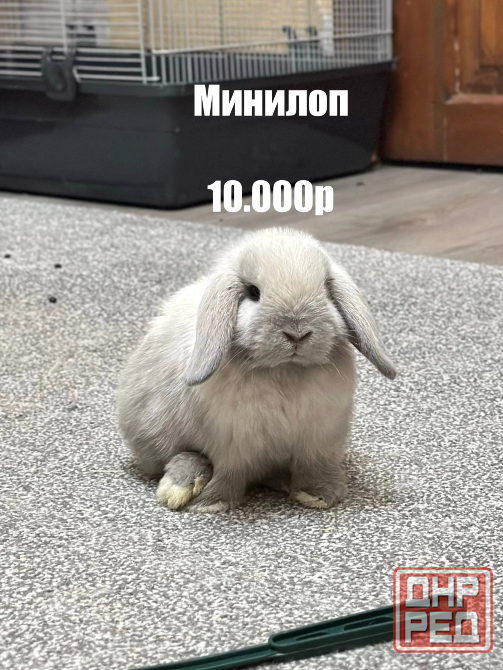 Декоративные кролики Донецк - изображение 2