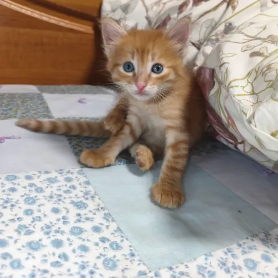 Отдам котенка в добрые руки Донецк