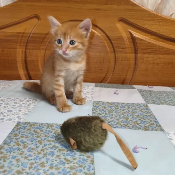 Отдам котенка в добрые руки Донецк