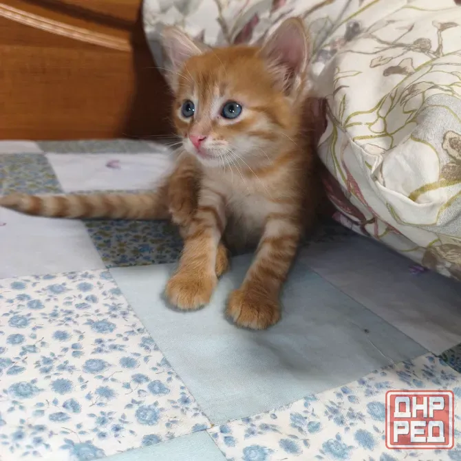 Отдам котенка в добрые руки Донецк - изображение 3