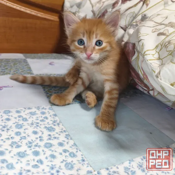 Отдам котенка в добрые руки Донецк - изображение 2