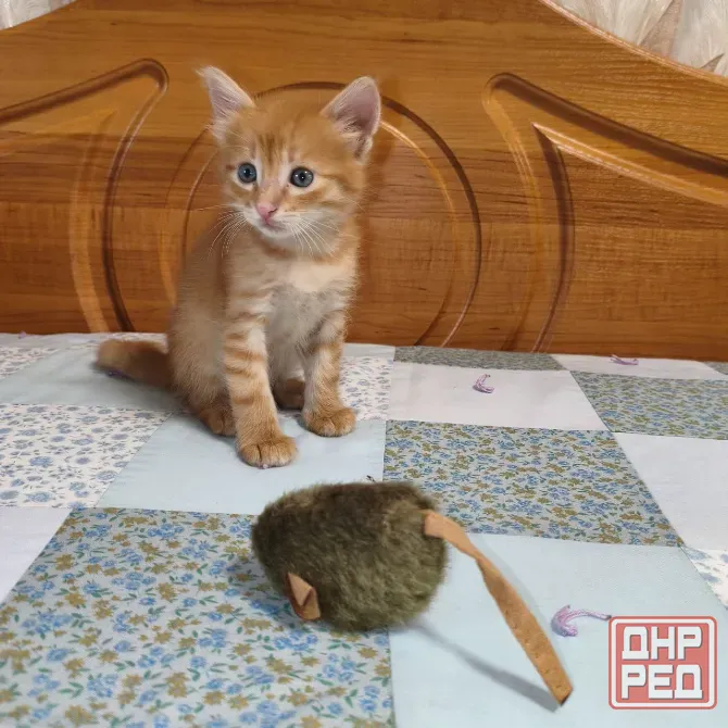 Отдам котенка в добрые руки Донецк - изображение 1