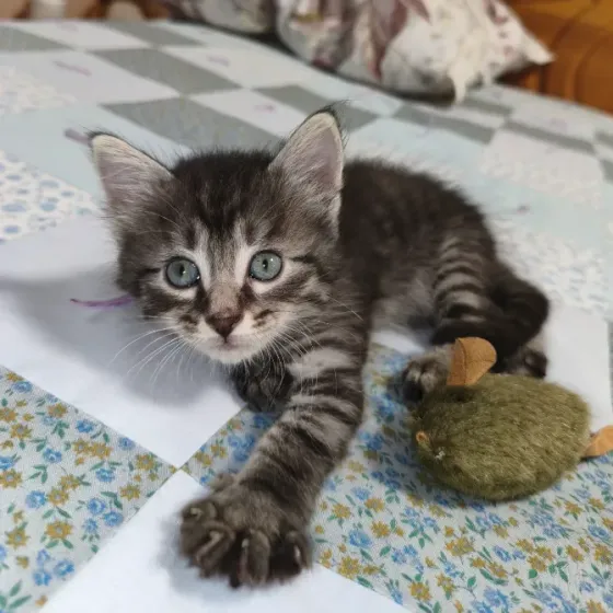 Отдам котенка в добрые руки Донецк