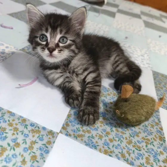 Отдам котенка в добрые руки Донецк