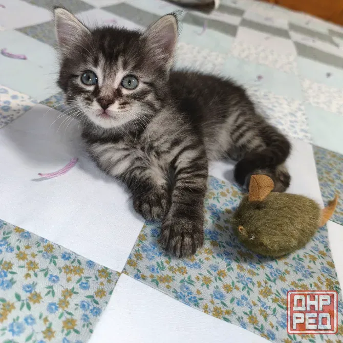 Отдам котенка в добрые руки Донецк - изображение 1