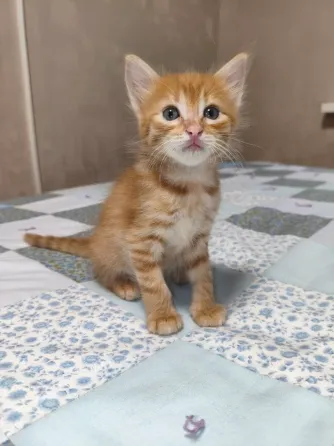 Отдам котенка в добрые руки Донецк