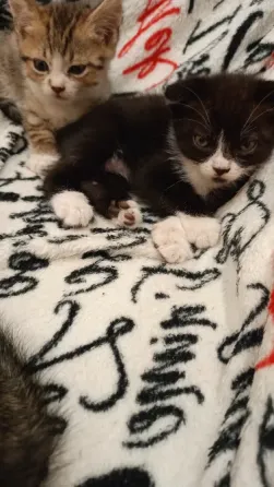 Шотландский котенок Донецк
