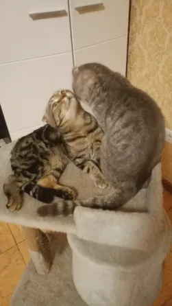 Шотландский котенок Донецк