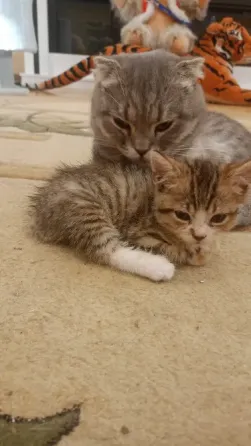 Шотландский котенок Донецк