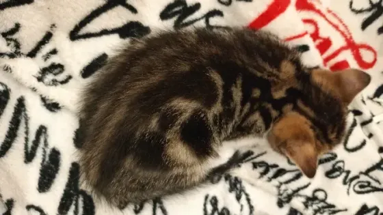 Шотландский котенок Донецк