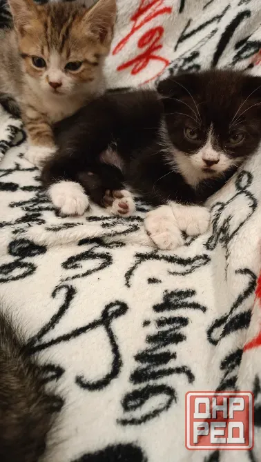 Шотландский котенок Донецк - изображение 1