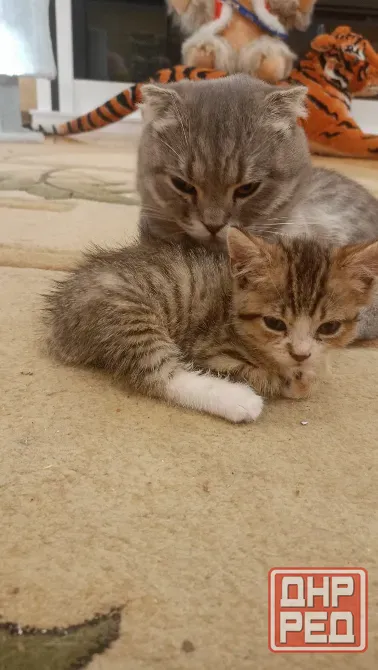 Шотландский котенок Донецк - изображение 3
