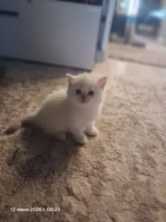 Вязка кота Донецк