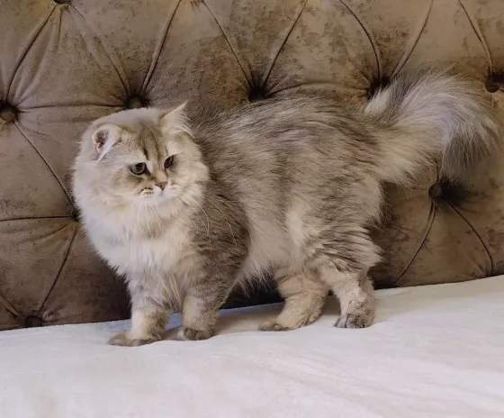Вязка кота Донецк