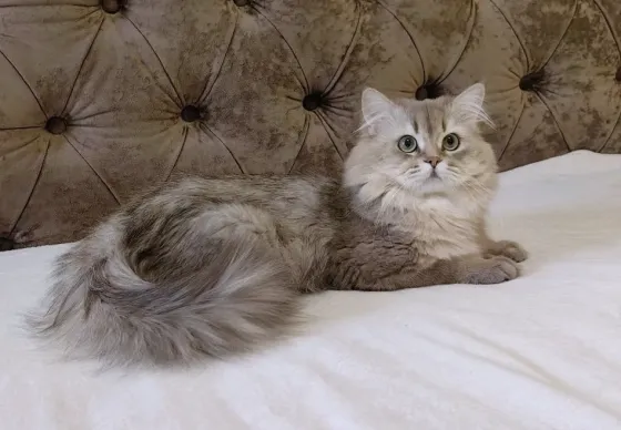 Вязка кота Донецк