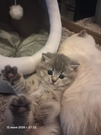 Вязка кота Донецк