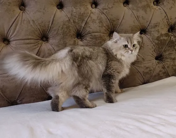 Вязка кота Донецк