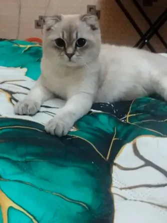 Вязка кота Донецк
