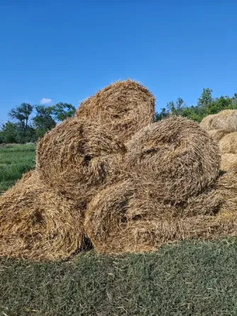 Солома в рулонах Комсомольское