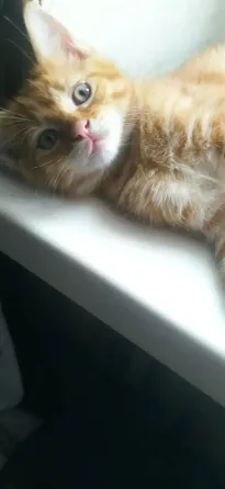 Отдам в хорошие руки котят мальчики Донецк