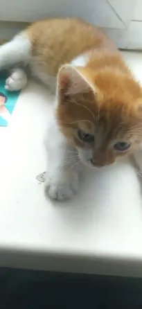 Отдам в хорошие руки котят мальчики Донецк