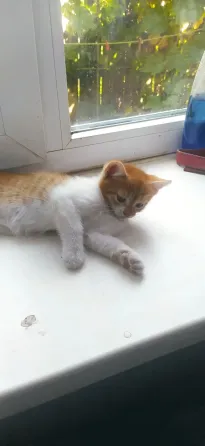 Отдам в хорошие руки котят мальчики Донецк