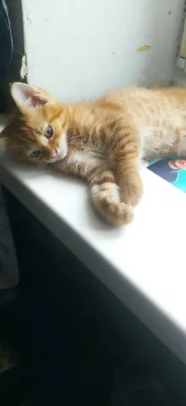 Отдам в хорошие руки котят мальчики Донецк