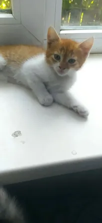 Отдам в хорошие руки котят мальчики Донецк