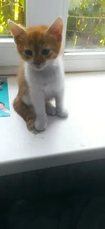 Отдам в хорошие руки котят мальчики Донецк