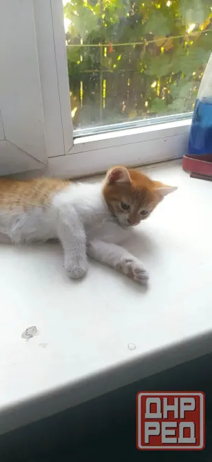 Отдам в хорошие руки котят мальчики Донецк - изображение 4