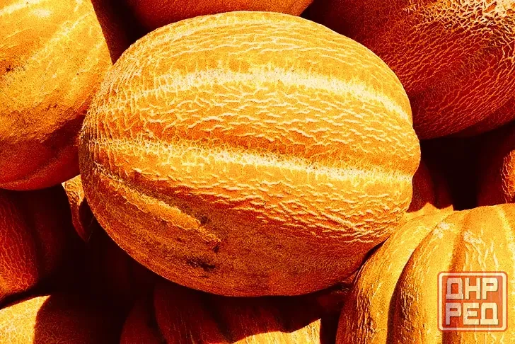 арбузы дыни оптом и в розницу! Сорт продюсер и эфиопка. Старобешево - изображение 2
