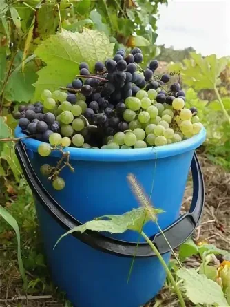 Продаю свежий виноград разных сортов! Донецк