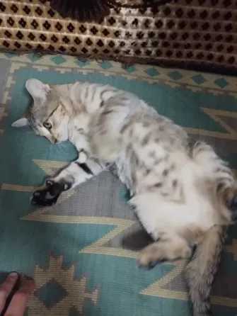 Отдам котят в хорошие руки!!! Макеевка