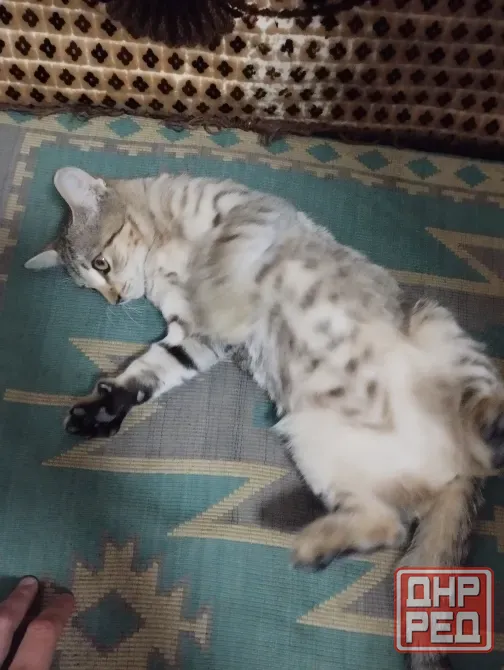 Отдам котят в хорошие руки!!! Макеевка - изображение 3