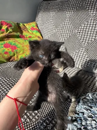 Отдам котят даром, девочка черная и мальчик Донецк