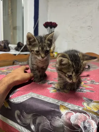 Отдам котят даром, девочка черная и мальчик Донецк