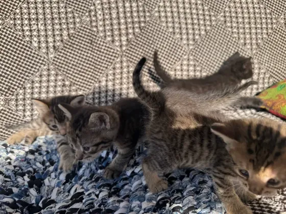 Отдам котят даром, девочка черная и мальчик Донецк