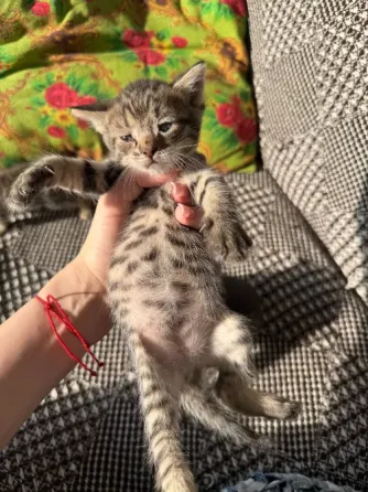 Отдам котят даром, девочка черная и мальчик Донецк