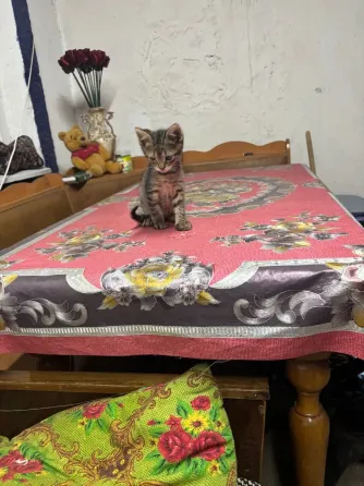 Отдам котят даром, девочка черная и мальчик Донецк