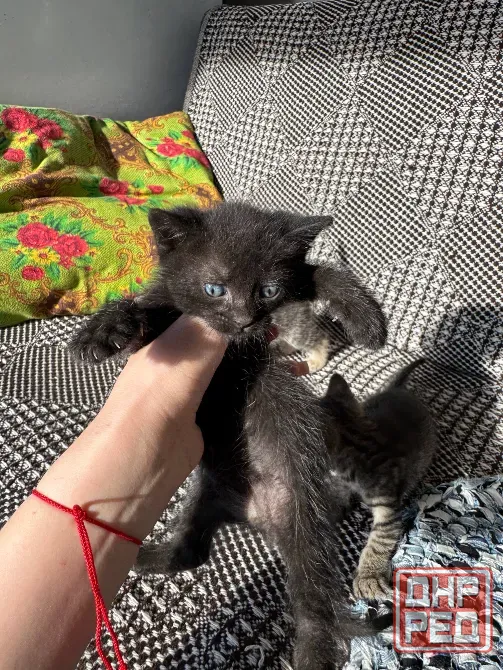 Отдам котят даром, девочка черная и мальчик Донецк - изображение 1