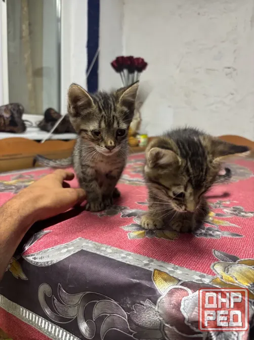 Отдам котят даром, девочка черная и мальчик Донецк - изображение 4