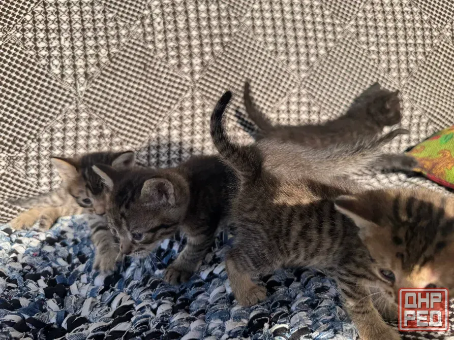 Отдам котят даром, девочка черная и мальчик Донецк - изображение 3