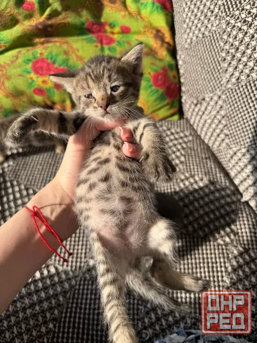 Отдам котят даром, девочка черная и мальчик Донецк - изображение 2