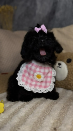 Мальтипу мини Блэк девочка, вет паспорт, прививки все сделаны Донецк