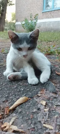 Котёнок в добрые руки!!! Донецк