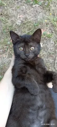 Котёнок в добрые руки!!! Донецк