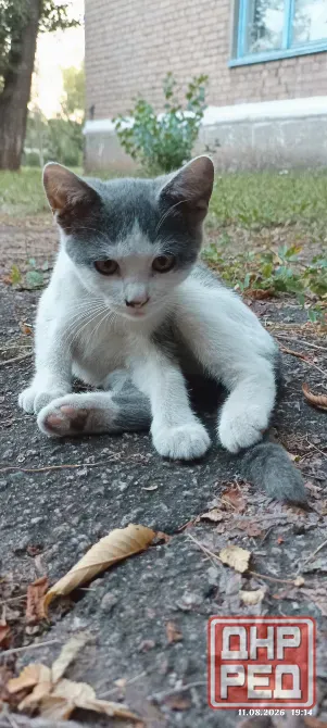 Котёнок в добрые руки!!! Донецк - изображение 1