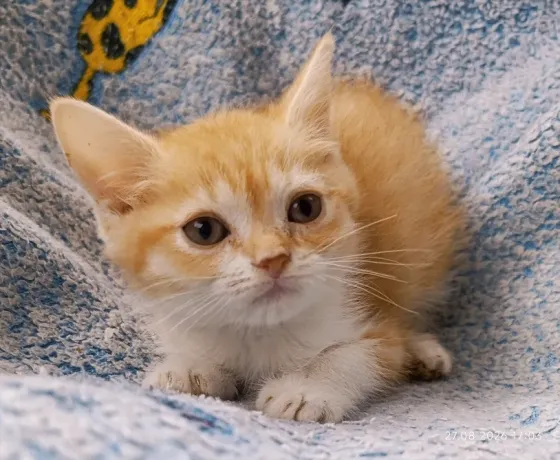 Шотландский мальчик Донецк