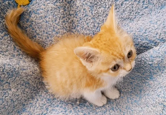 Шотландский мальчик Донецк