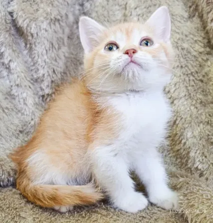 Шотландский мальчик Донецк